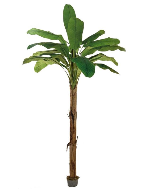 Banāna koks