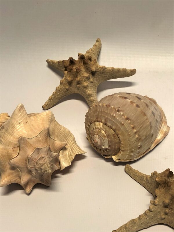Dekoratīvu gliemežvāku un jūras zvaigžņu komplekts.