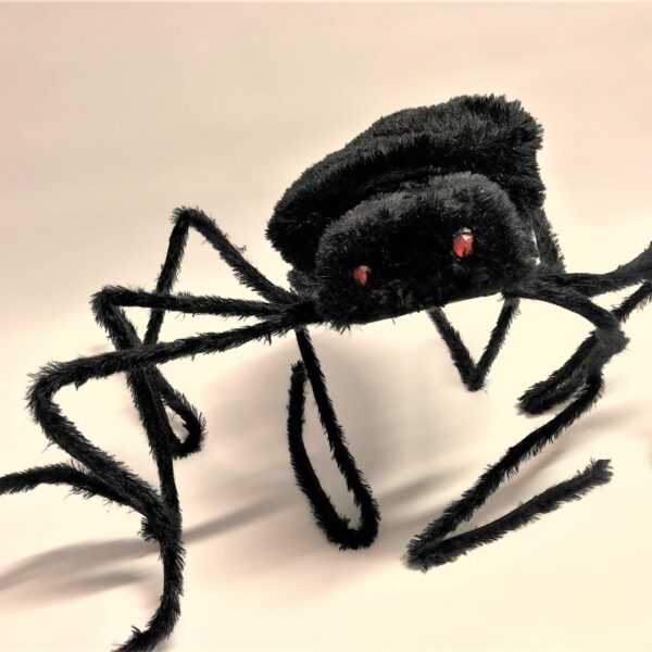 Spalvains zirneklis ar spīdošām acīm.
